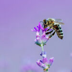 Biene im Lavendelfeld / 2021-07 Foto des Monats - Josef Bollwein