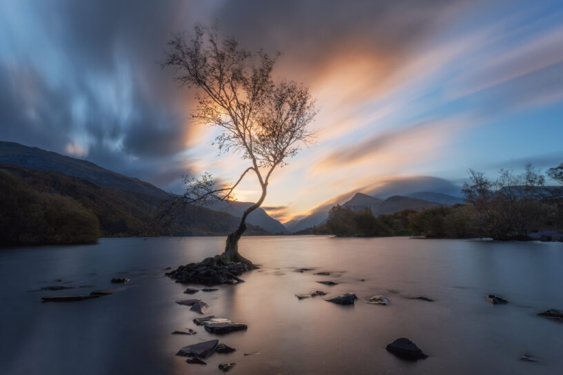 Barbara Seiberl-Stark - Lonely Tree